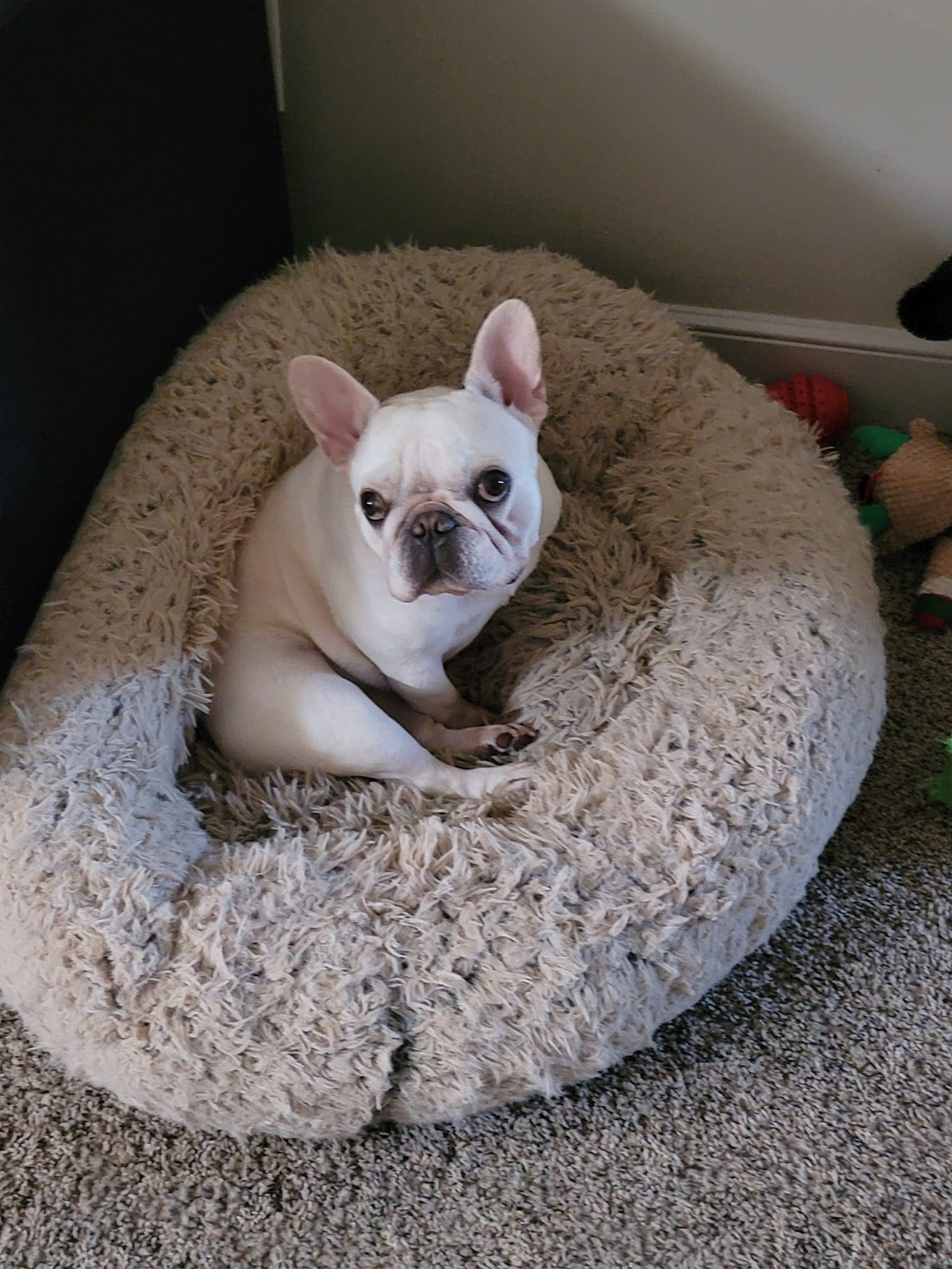 Pet Boarding & Drop-Ins at Queens Grooming and Boarding