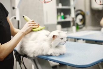 Specialty & Cat Grooming at Queens Grooming and Boarding