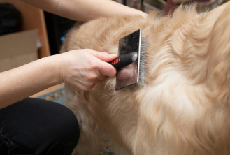 Gentle brushing and de-shedding at Queens Grooming and Boarding