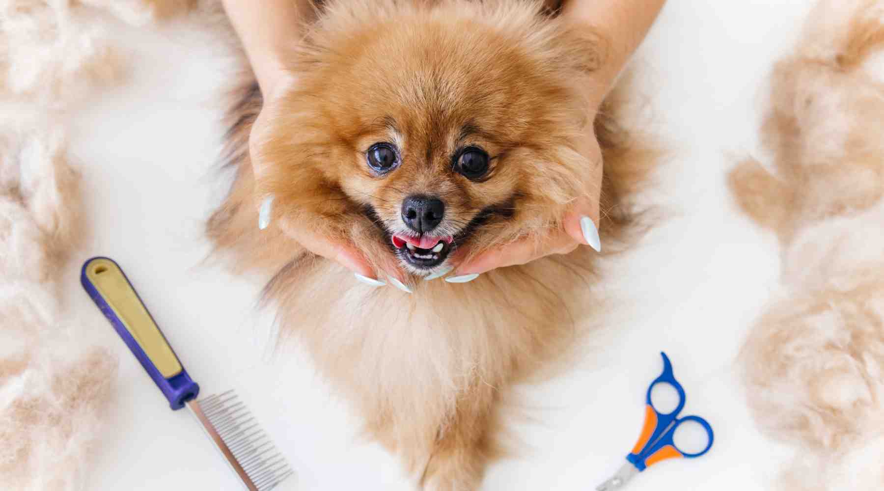 Full Grooming & Add-Ons at Queens Grooming and Boarding
