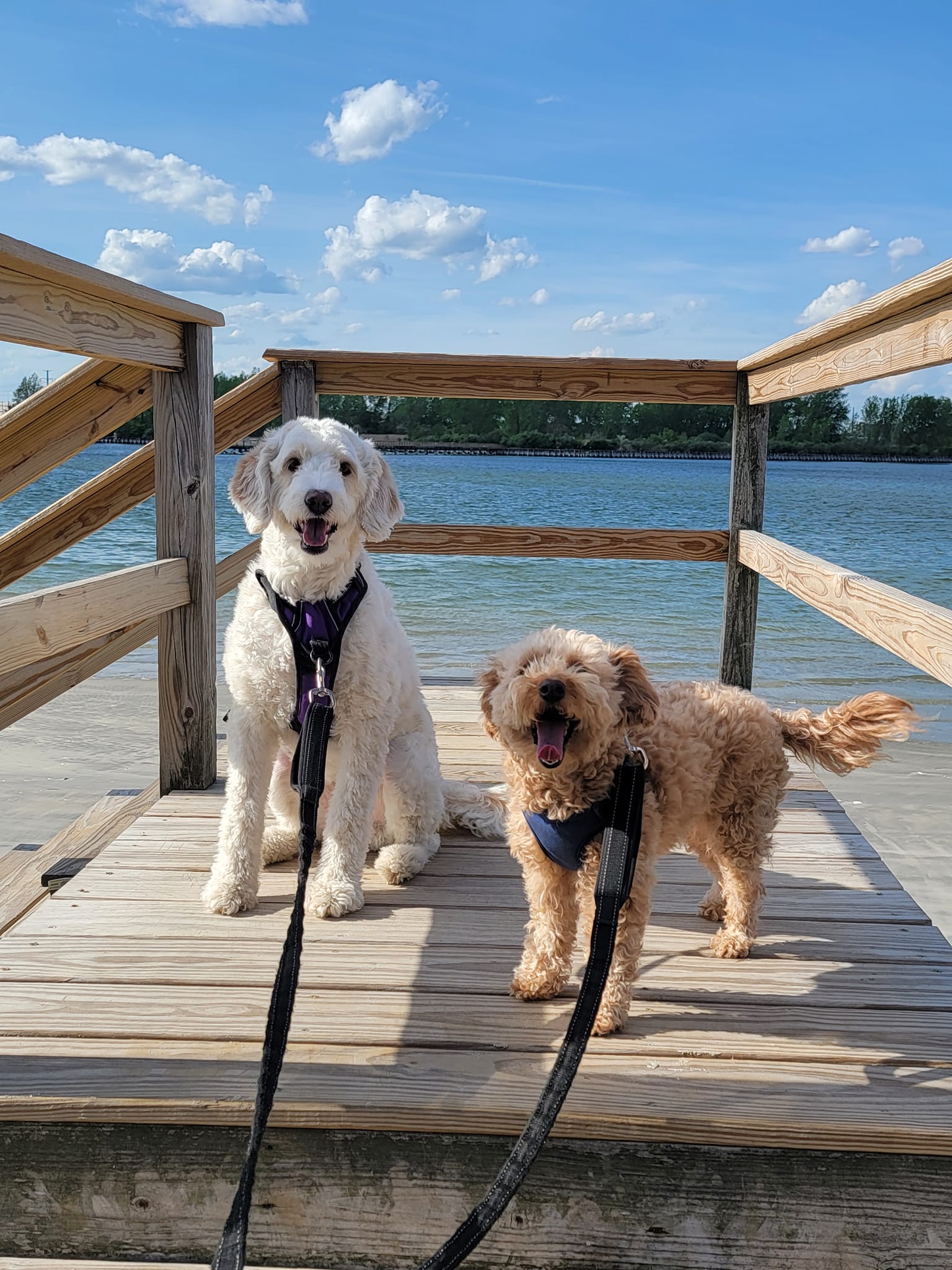 Queens Grooming and Boarding caring for pets in Salem MA