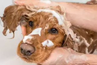 A happy dog enjoying a sudsy bubble bath at Queens Grooming and Boarding