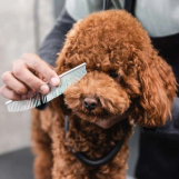 In-Home Dog Grooming at Queens Grooming and Boarding